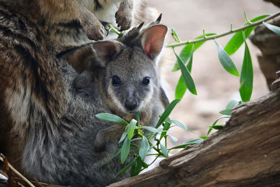 From Melbourne: Werribee Open Range Zoo & Werribee Mansion - Who this tour fits best, and who should think twice
