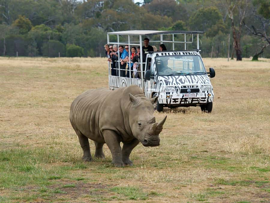 From Melbourne: Werribee Open Range Zoo & Werribee Mansion - Werribee Open Range Zoo safari bus: close viewing without the guesswork