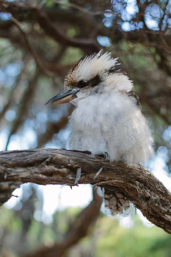 From Melbourne: Wilsons Promontory Wilderness Tour - What to pack so the day feels good