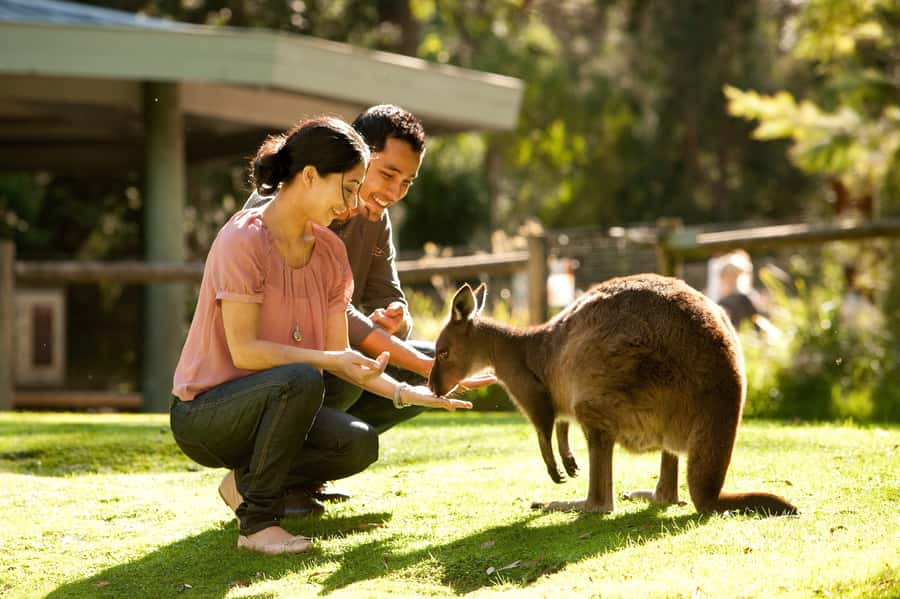 From Melbourne: Yarra Valley Wildlife & Wine Day Tour - Healesville Sanctuary: up close with koalas, kangaroos, and more