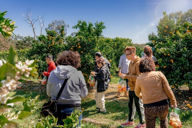 Fruit Picking & Nature Private Tour Yarra Valley & Warburton - The 9:30 am start, pickup, and the day’s pacing
