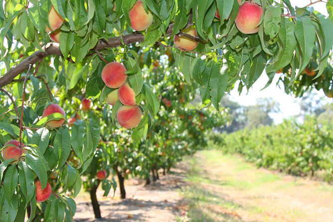 Fruit Picking & Nature Private Tour Yarra Valley & Warburton - Warburton village time by the Yarra River, plus a quick Aussie pie option