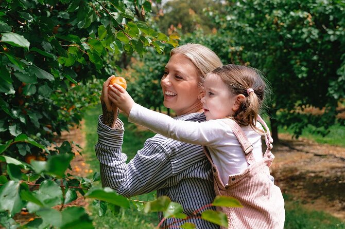 Fruit Picking & Nature Private Tour Yarra Valley & Warburton - Redwood Forest, creek time, and the calm of eucalyptus and ferns