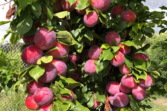 Fruit Picking & Nature Private Tour Yarra Valley & Warburton - What this tour includes, what it doesn’t, and your budget reality