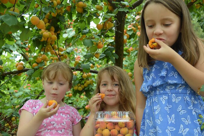 Fruit Picking & Nature Private Tour Yarra Valley & Warburton - Who this fits best, and who should think twice