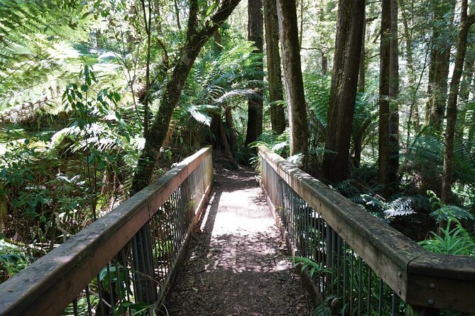 Full-Day Great Ocean Road and 12 Apostles Tour - Wildlife moments: koalas, kangaroos, and the reality check