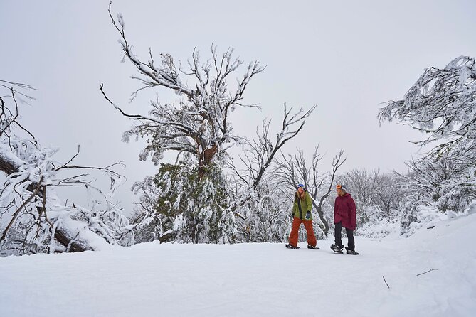 Full-Day Mount Buller Tour - Mount Buller: What Five Hours on Snow Actually Feels Like