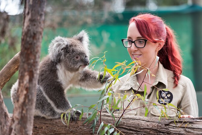 Full-Day Phillip Island Tour with Kangaroo, Koala and Penguin Parade - Key Highlights You Should Not Miss