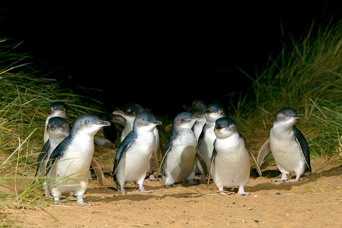Full-Day Phillip Island Tour with Kangaroo, Koala and Penguin Parade - From Melbourne Pickup to a 10-Hour Island Schedule