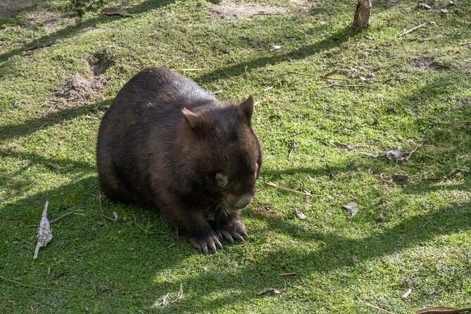 Full-Day Phillip Island Tour with Kangaroo, Koala and Penguin Parade - The Nobbies Centre and Seal Rock: Volcanic Rock Views With Fur Seals Nearby