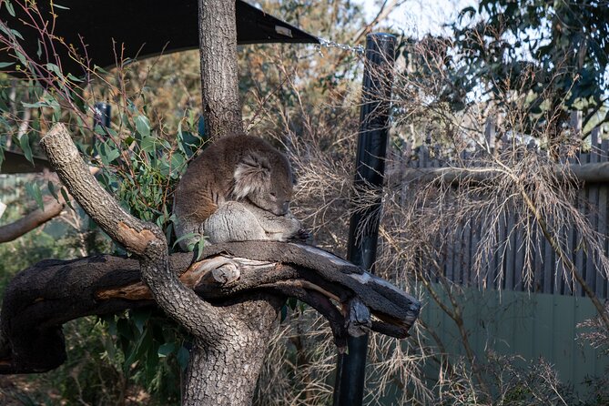 Full-Day Phillip Island Tour with Kangaroo, Koala and Penguin Parade - Value and What Your $104 Actually Covers