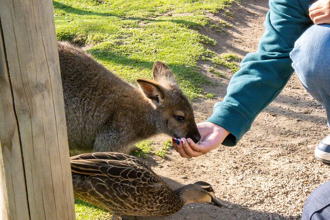 Full-Day Phillip Island Tour with Kangaroo, Koala and Penguin Parade - What Can Go Wrong, and How to Prevent It