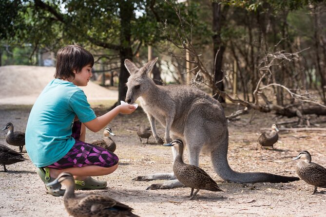 Full-Day Phillip Island Tour with Kangaroo, Koala and Penguin Parade - Moonlit Sanctuary Wildlife Conservation Park: Your Aussie Animal Starter Set