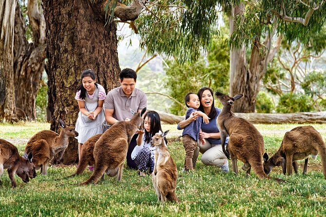 Full-Day Private Australian Wildlife Tour of Phillip Island - Why Phillip Island Works So Well for Wildlife Watching
