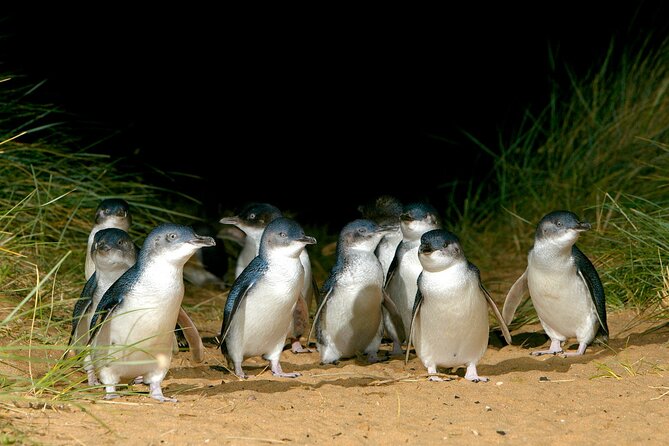 Full-Day Private Australian Wildlife Tour of Phillip Island - What You Actually Get (Tickets, Guide, Transport) and Where the Value Comes From