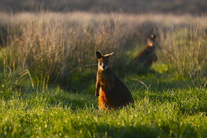 Full-Day Private Australian Wildlife Tour of Phillip Island - The Cost of $412.41: What You’re Actually Paying For