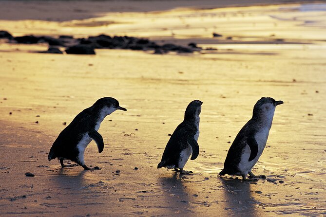 Full-Day Private Australian Wildlife Tour of Phillip Island - Private 9-Hour Timing, Pickup Included, and Why It Matters