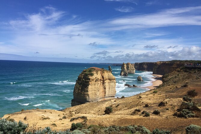 Full Day Private Custom Tour of Great Ocean Road & 12 Apostles - Anglesea: kangaroos roaming, plus a relaxed coast finish