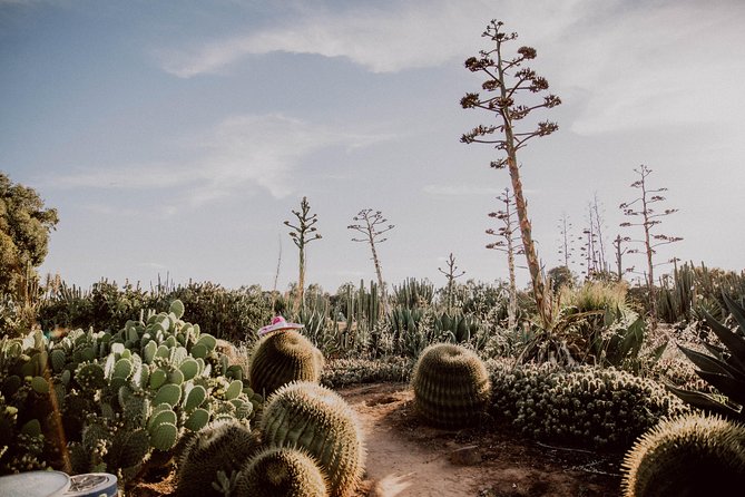 Garden Entry Ticket - 4,000+ cacti and succulents: what to look for beyond the obvious