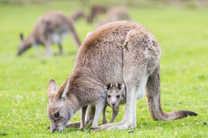 Grampians National Park with MacKenzie Falls and Kangaroos - A Melbourne Day Trip That Lets You Skip the Planning