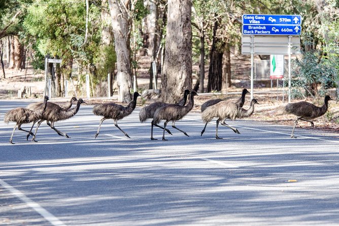 Grampians National Park with MacKenzie Falls and Kangaroos - MacKenzie Falls: The 250 Steps That Earn the Photos