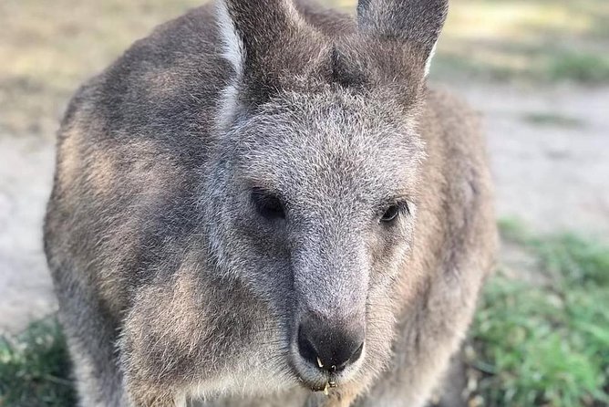 Great Ocean Road 12 Apostles kangaroo, koala and chocolate tour - Getting started in Melbourne: timing, distance, and why it affects your whole day