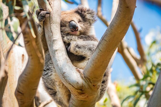 Great Ocean Road Full-Day Sunset Eco Tour from Melbourne - Price and value: what $114.04 really buys you