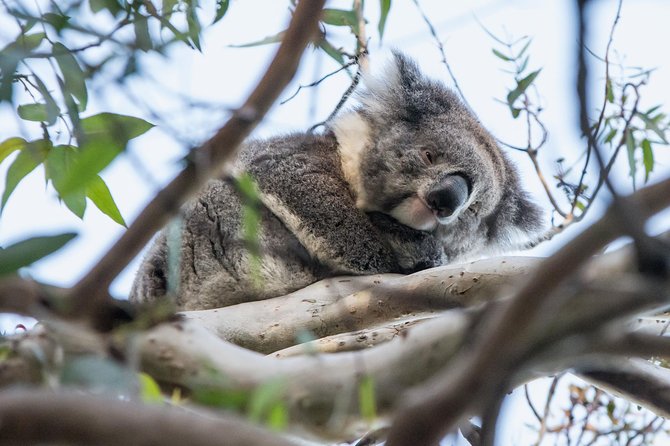 Great Ocean Road Grampians 2 Day Overnight Tour from Melbourne - Price and what you actually get for $340.69