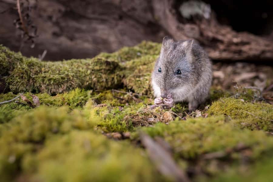 Great Ocean Road: Guided Wildlife Walk that Supports Nature - Price and value: is $41 worth 75 minutes?