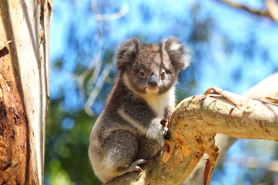 Great Ocean Road: Guided Wildlife Walk that Supports Nature - The Otways bushland walk: 1.4 km, gentle pace, big payoff