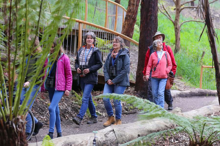 Great Ocean Road: Guided Wildlife Walk that Supports Nature - Wildlife viewing tips you can use immediately