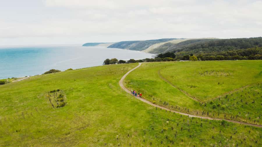 Great Ocean Road: Guided Wildlife Walk that Supports Nature - Weather and timing: when plans might change