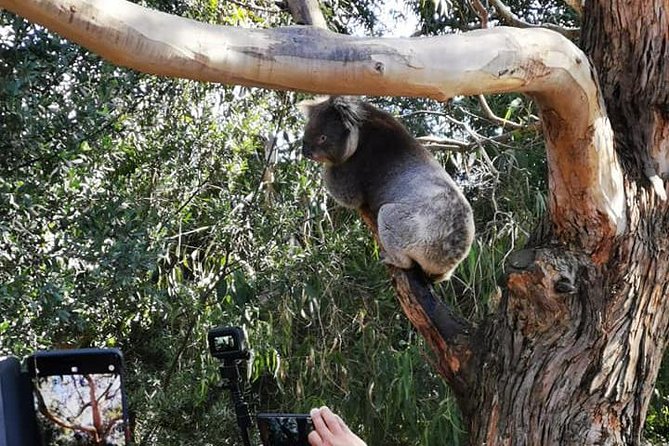 Great Ocean Road Medium Size Group Tour - Price and Value: Is $114.76 a Fair Deal?