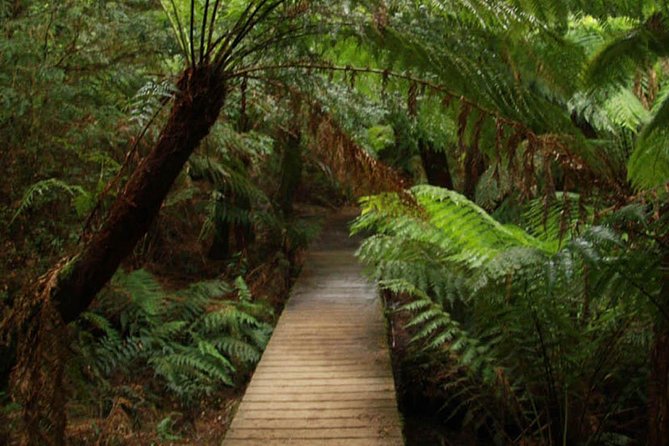 Great Ocean Road Medium Size Group Tour - Melbourne Pickup and the 8:00 AM Reality Check