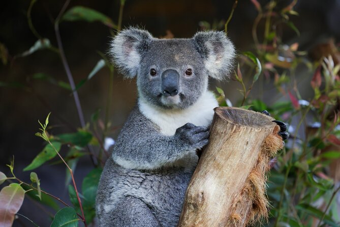 Great Ocean Road Reverse Tour with Iconic Stops & Wildlife - Reverse Great Ocean Road timing: why this order feels smarter