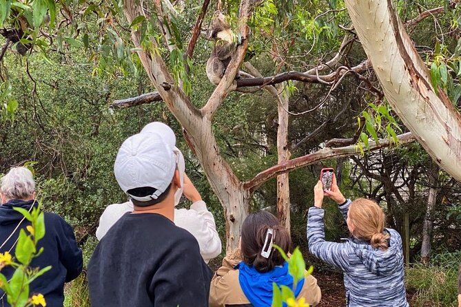 Great Ocean Road Small-Group Eco Tour from Melbourne - Great Otway National Park rainforest walk at Maits Rest