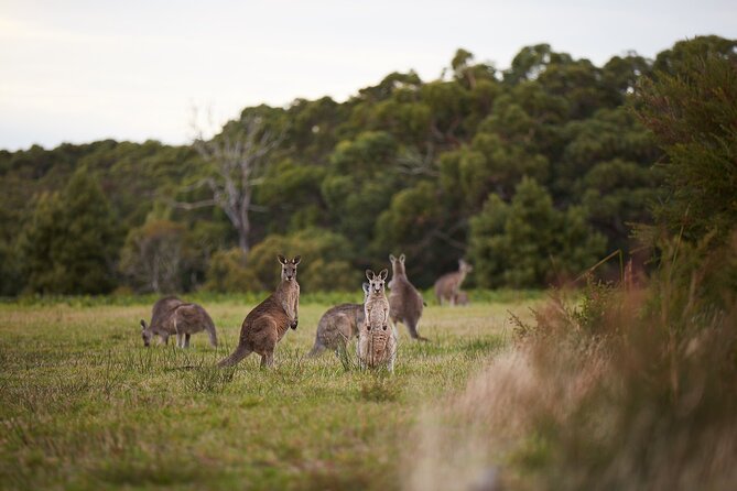 Great Ocean Road Small Group Tour with Dingos, Sparkling & Lunch - Loch Ard Gorge: the story behind the cliffs