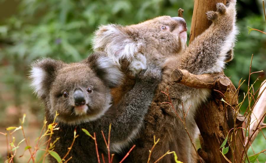 Great Ocean Road Tour w/ Deluxe Minibus & Top-Rated Guide - Maits Rest Rainforest Walk in Great Otway National Park