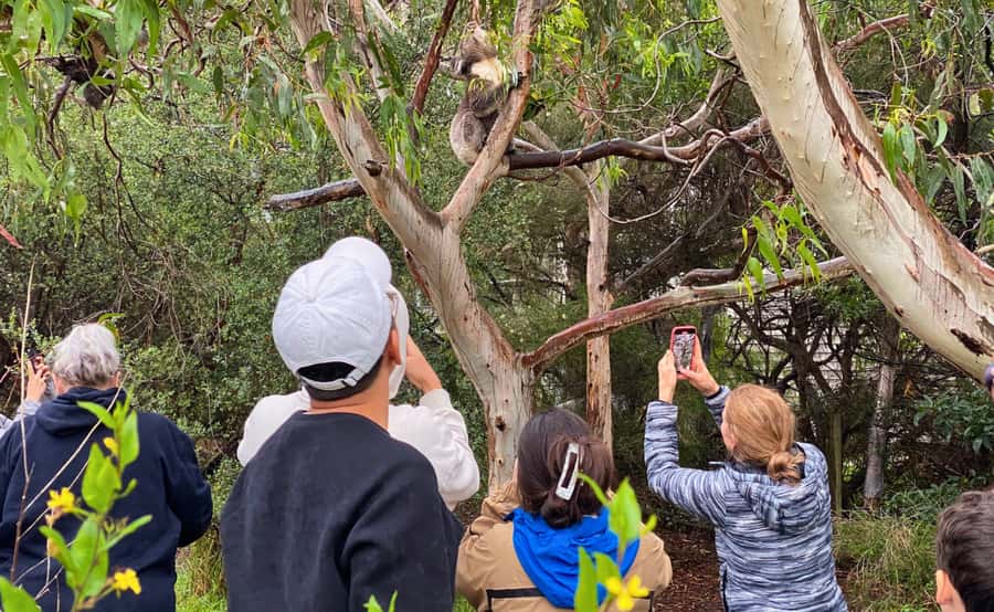 Great Ocean Road Tour w/ Deluxe Minibus & Top-Rated Guide - Apollo Bay Lunch Break, Why You Should Use It Wisely