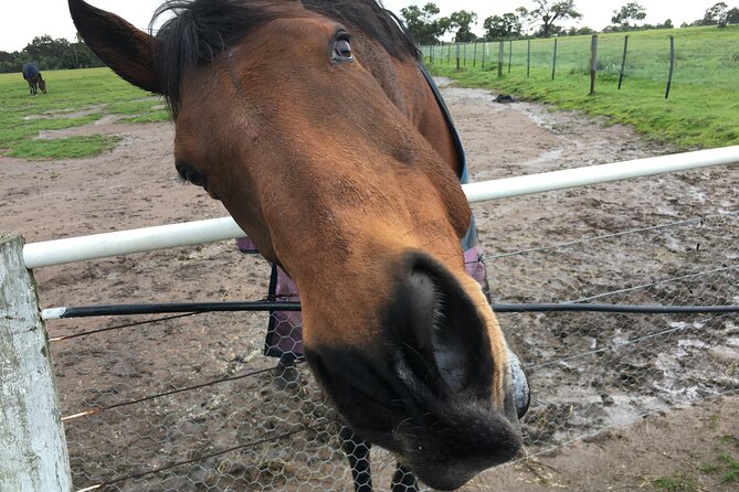 Half Day Living Legends tour with Devonshire Tea - Meeting retired racehorses at Woodlands Historic Park