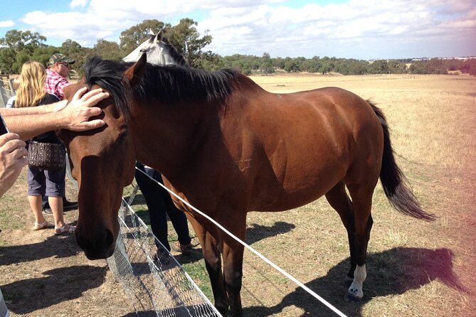 Half Day Living Legends tour with Devonshire Tea - Feeding, patting, and what the horse encounters really feel like