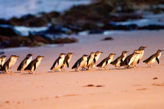Half-Day or Full-Day Tour with Private Guide from Melbourne - Guide Pacing, Personality, and Small Risk Checks