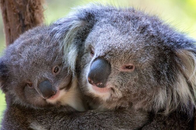 Half-Day or Full-Day Tour with Private Guide from Melbourne - A Sample Full-Day Plan: Sanctuary, Coastal Road, St Kilda, Point Nepean