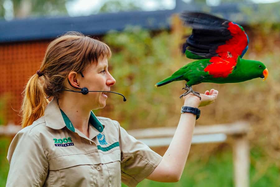 Healesville Sanctuary: General Admission Ticket - Food, drinks, and the “what is extra” question