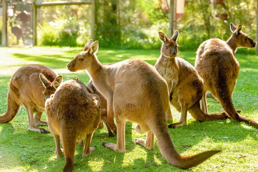 Healesville Sanctuary: General Admission Ticket - Healesville Sanctuary: a whole day of Australian wildlife, minus the long drive