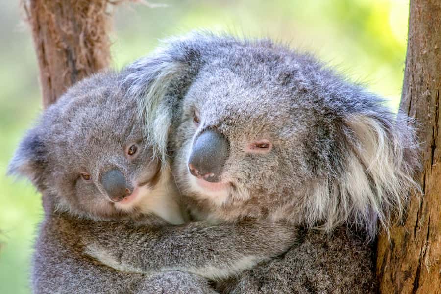 Healesville Sanctuary: General Admission Ticket - How to plan your route: tracks, animal zones, and a smart order