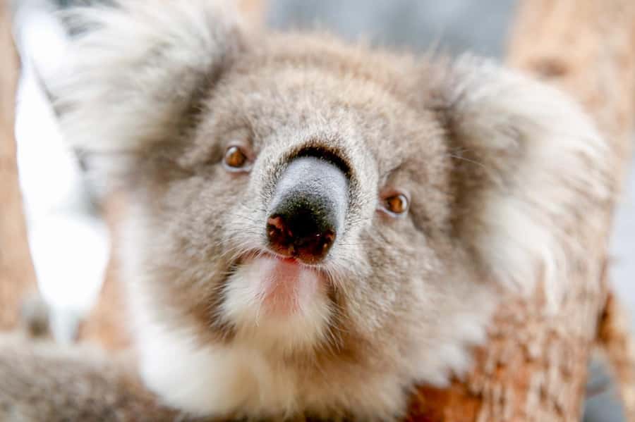 Healesville Sanctuary: General Admission Ticket - Koala Forest treetops: the iconic stop that many people build the day around