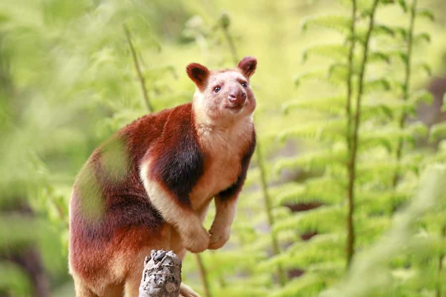 Healesville Sanctuary: General Admission Ticket - Spirits of the Sky bird show: the daily presentation you should time your day around