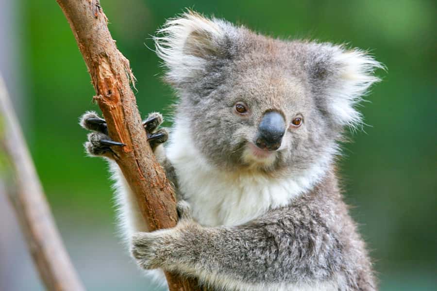 Healesville Sanctuary: General Admission Ticket - The Australian Wildlife Health Centre: care and conservation you can feel in the visit