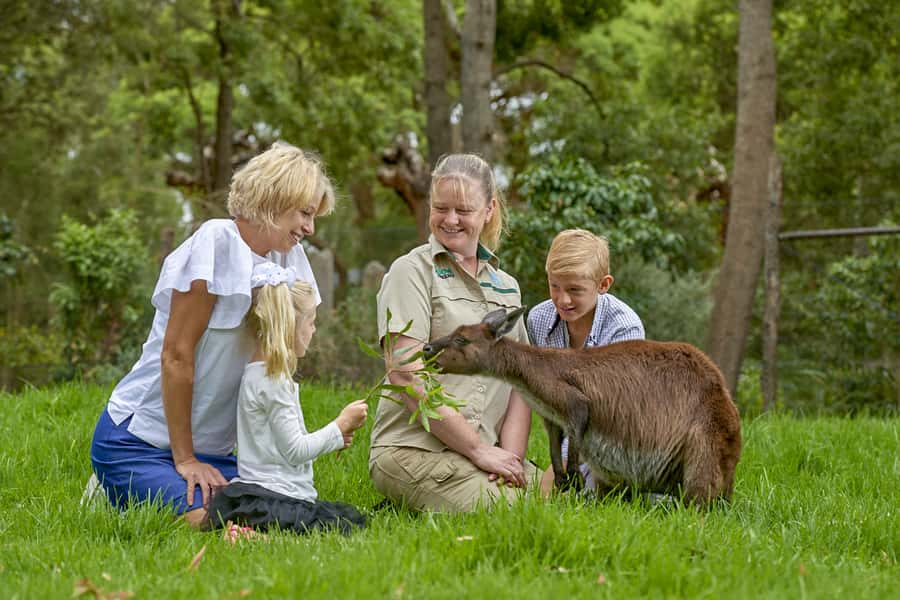 Healesville Sanctuary: General Admission Ticket - Price and value: what $37 buys you in the Yarra Valley